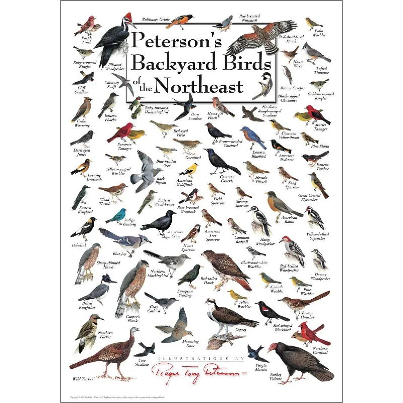 Puzzle Backyard Birds Of The North East 550 pc 30523